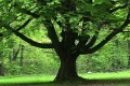 oak-tree